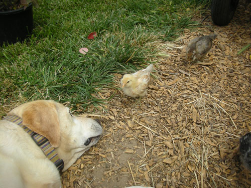 Goldie, Dolly, and Cornpuff