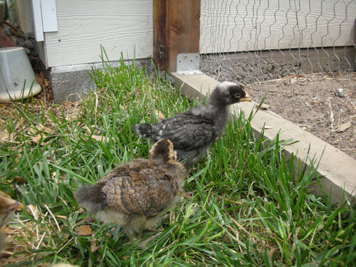 Elvira and Spot look into the chicken yard