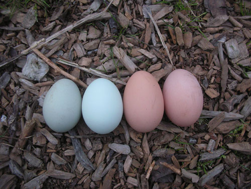 Four eggs in a row