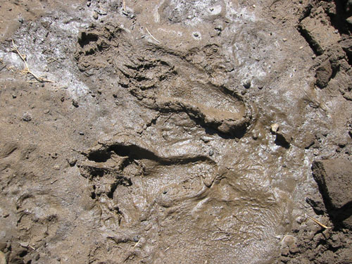 Rosie's footprints