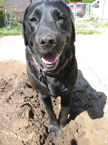 Sandy nose