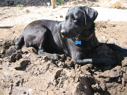 Lying in the sand