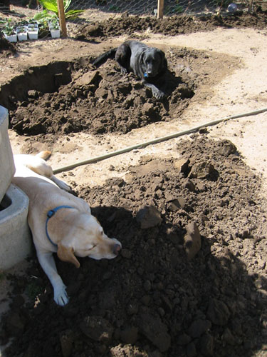 Dogs in the mud