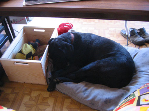 Rosie asleep under the desk