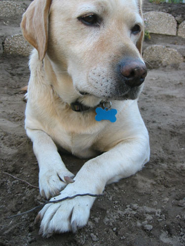 Goldie and her stick