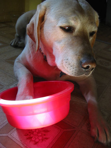 Lying in the bowl