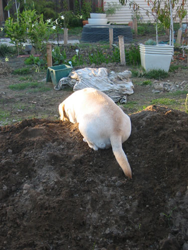 Goldie on the dirt pile