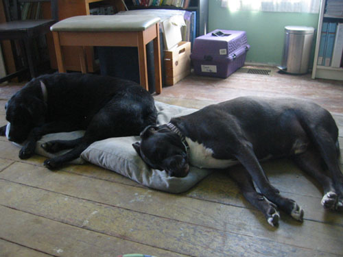 Rosie and Ted share a bed