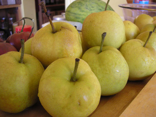 Windfall Asian pears