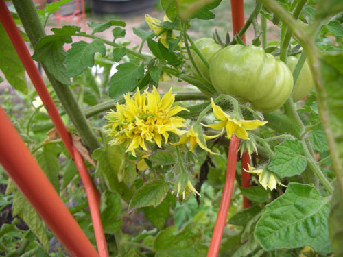 Tomatoes flowering like crazy