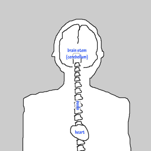 Where is the cerebellum