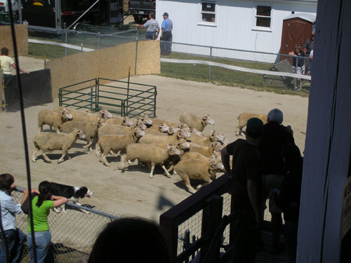 Sheepdog trials