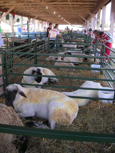 Sheep ready for display