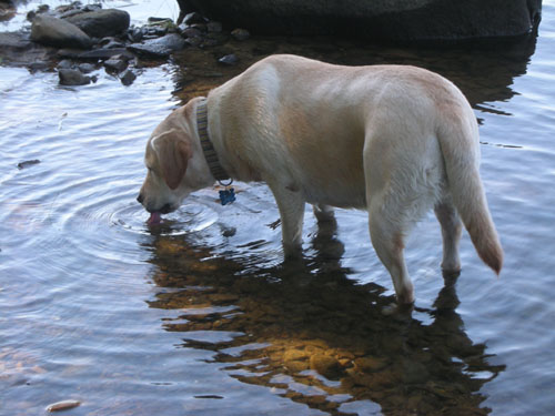 Goldie drinking