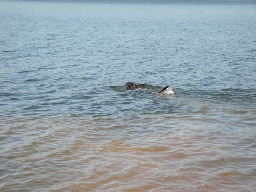 Rosie playing stick