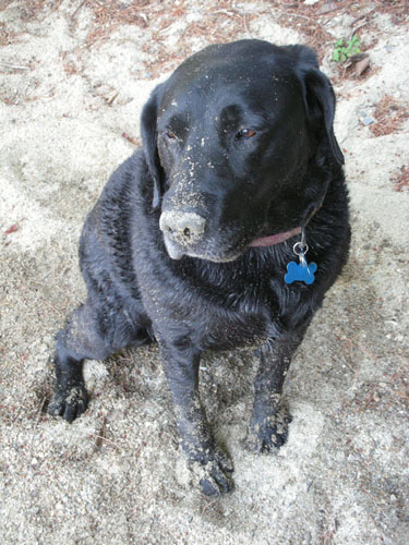 Sandy dog