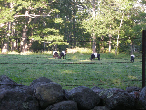 Belted Galloways