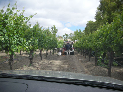 Parking between the rows