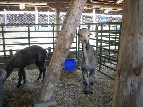 Alpaca says hello