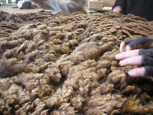 Pulling foxtails and other vegetal matter out of the fleece