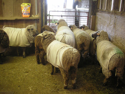 Sheep waiting to be sheared