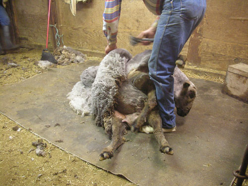 Shearing
