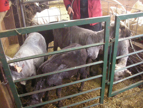 Spraying the cleaned, vaccinated sheep with bug spray