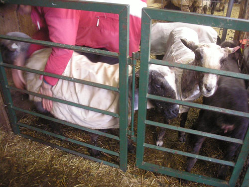 Putting coats on the sheep to protect their fleece
