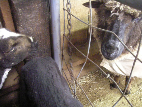 Sheep awaiting shearing look at sheared sheep