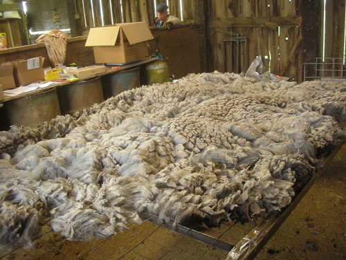 Fleece laid out on the picking table to be cleaned up