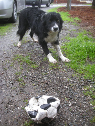 Joe the border collie