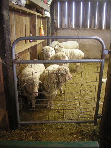 Sheep awaiting shearing