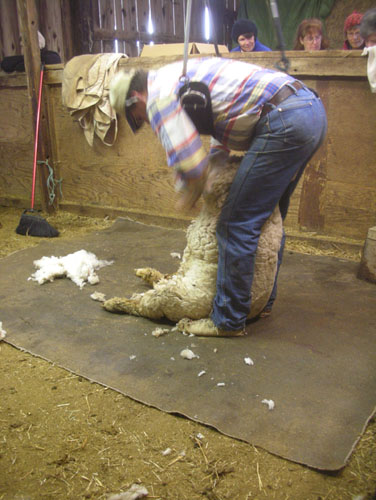 Removing the wool from the belly and butt