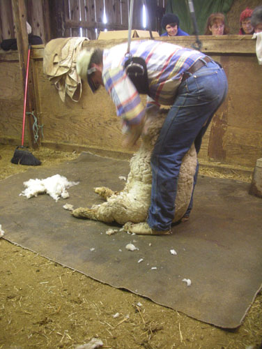 Removing the wool from the belly and butt