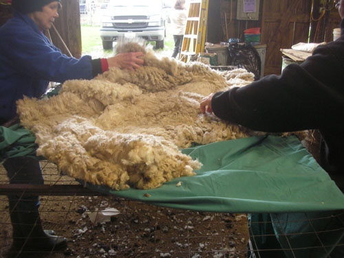 Orienting the fleece with the head toward the door