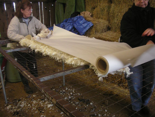 Rolling the skirted fleece in paper