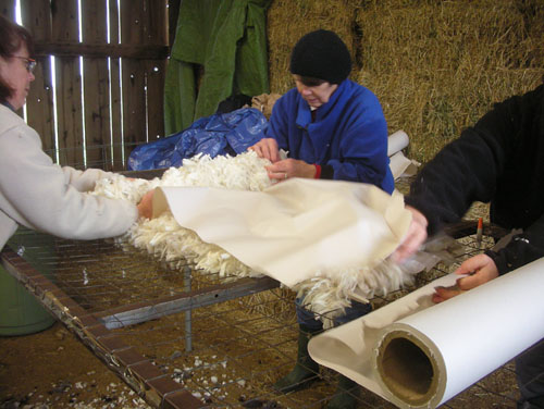 Rolling the skirted fleece in paper