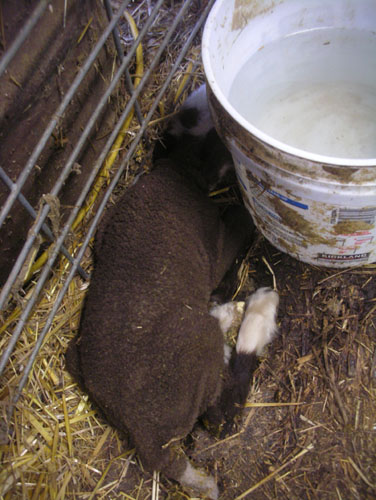 Hester's baby asleep behind the water bucket