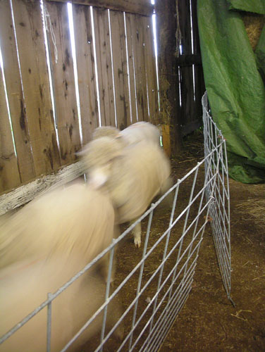 Sheep coming from holding pen in to the shearing area