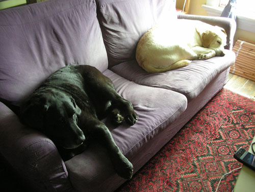 Two dogs and a purple couch