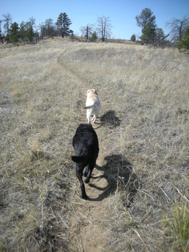 Dogs hiking