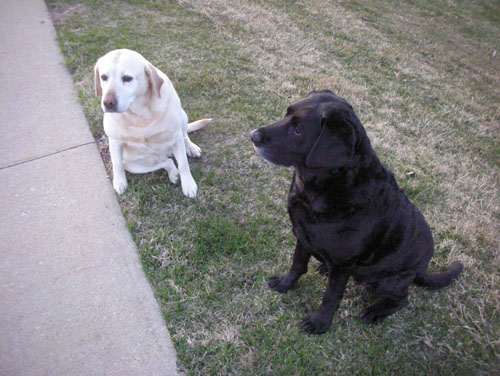 Dogs at the rest stop in Nebraska