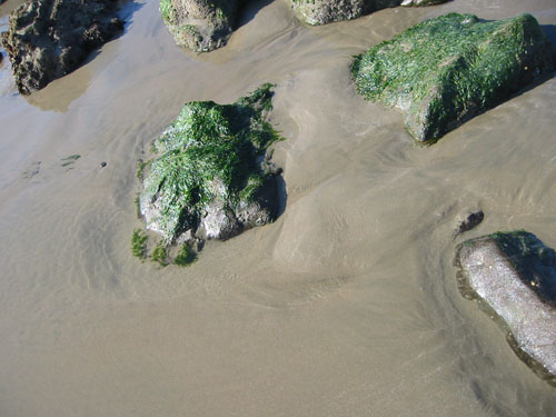 tide pool