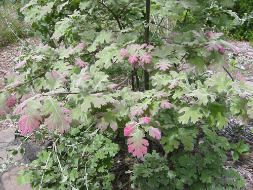Velvet-Leaf Coffeeberry