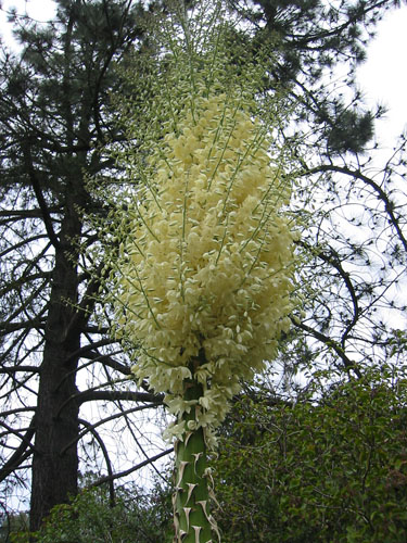 Agave in bloom