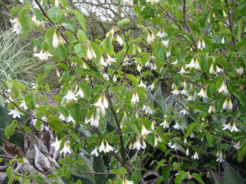 Snowdrop Bush