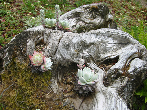 Dudleya