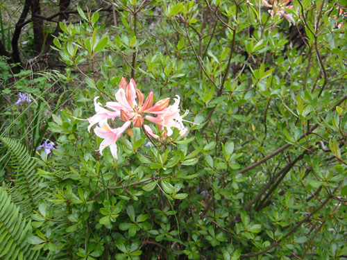 Azalea