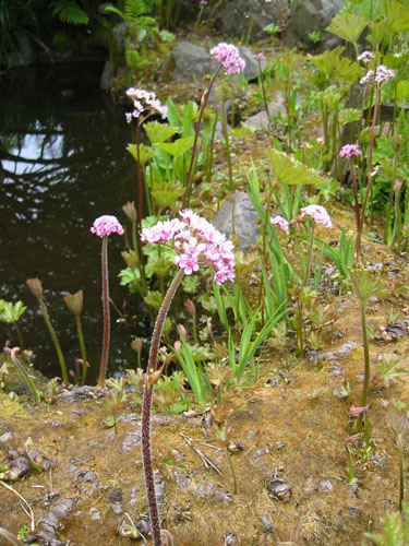 Pond plants