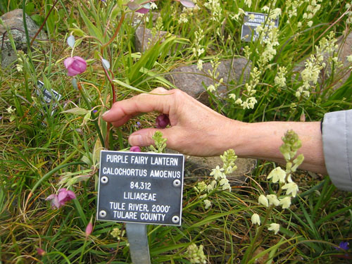 Purple Fairy Lanterns